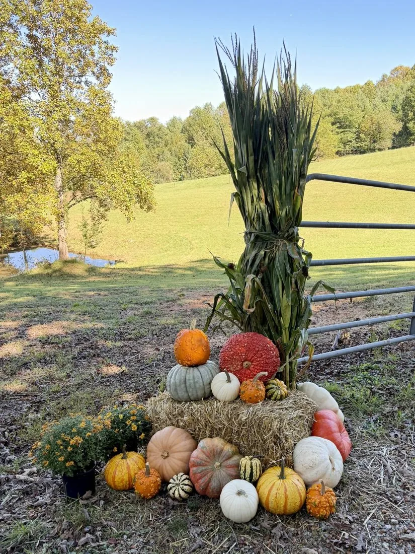 Pumpkins and autumn decorations on the farm