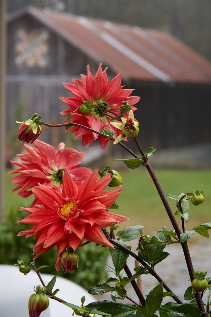Red dahlias blooming in front of the barn at Bridlewood Farm